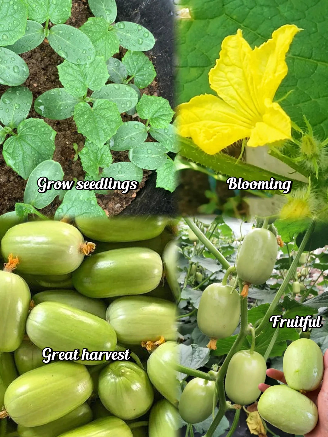 Cucumbers Seeds – Grow Fresh