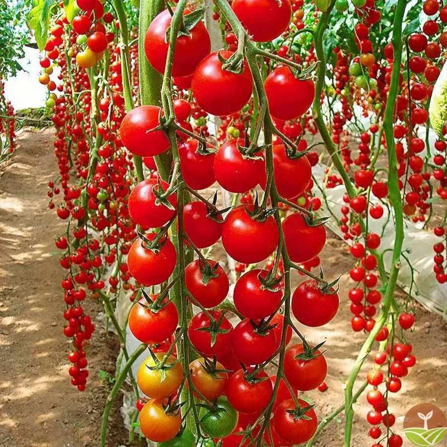 🍅 Waterfall Tomato Seeds (High Yield)