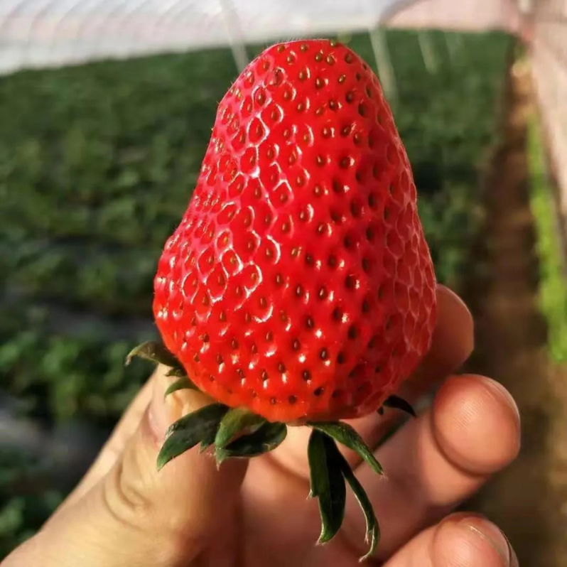 All-year-round strawberry seeds🍓