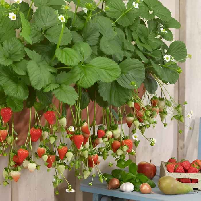 All-year-round strawberry seeds🍓