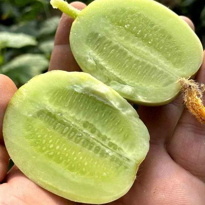 Cucumbers Seeds – Grow Fresh