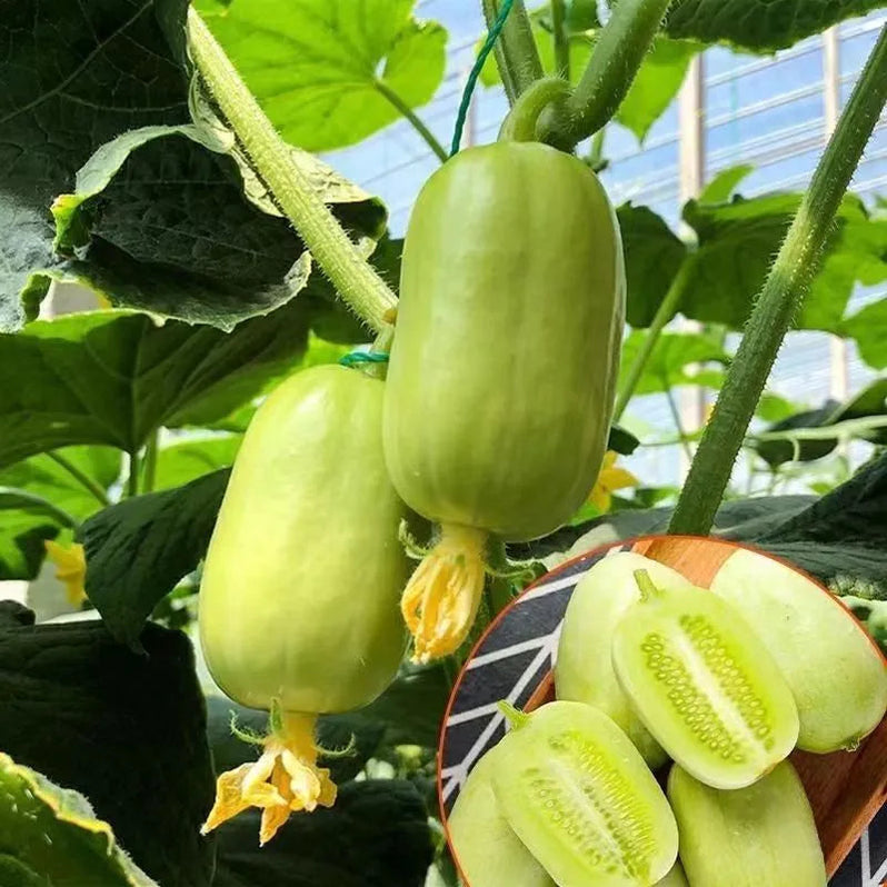 Cucumbers Seeds – Grow Fresh