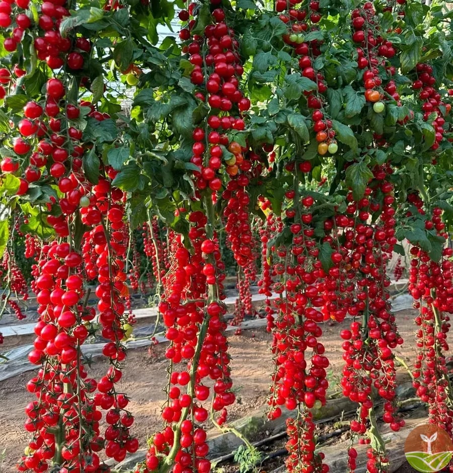 🍅 Waterfall Tomato Seeds (High Yield)