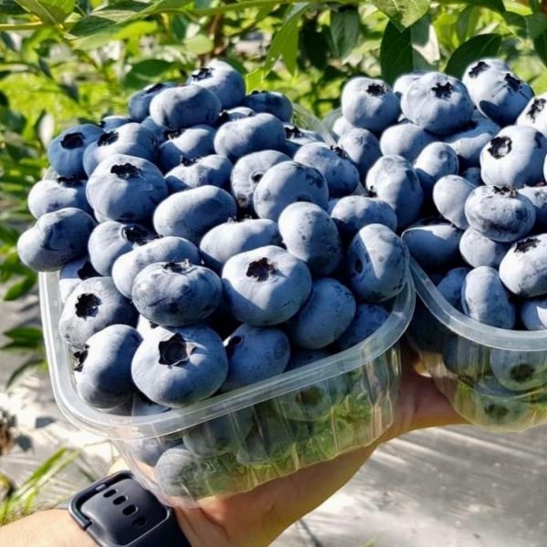 Giant Blueberry Fruit Seeds (HIGH YIELD)