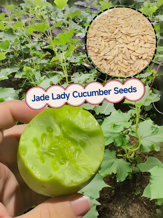 Cucumbers Seeds – Grow Fresh