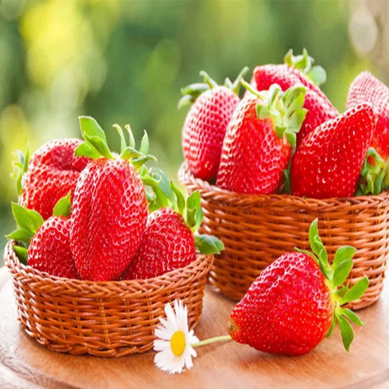 All-year-round strawberry seeds🍓