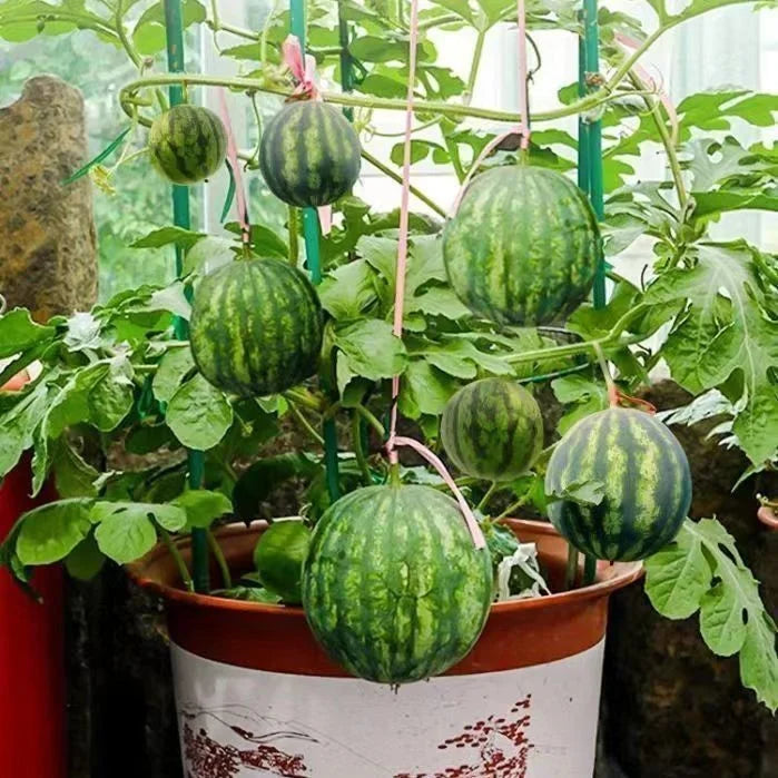 Ruby Watermelon Seeds