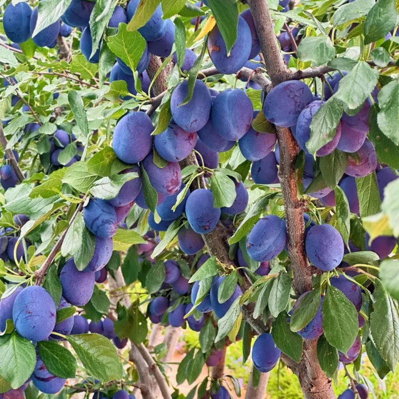 Giant Blueberry Fruit Seeds (HIGH YIELD)