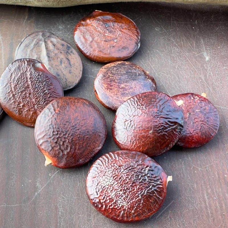 Wisteria – Beauty That Blooms All Year