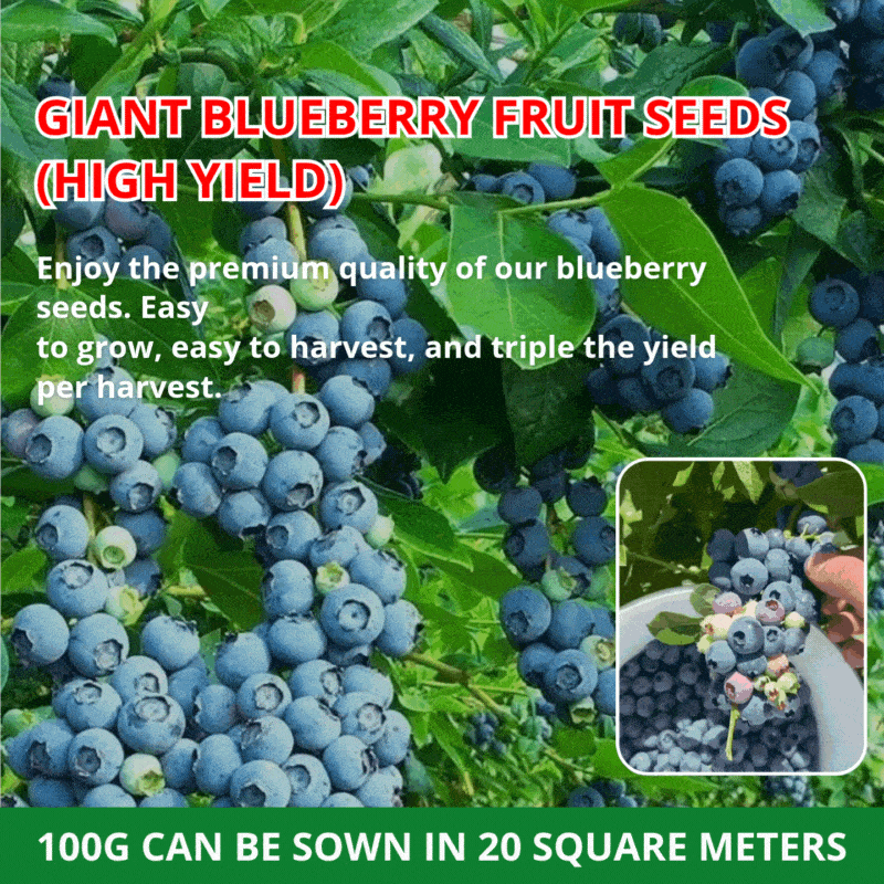 Giant Blueberry Fruit Seeds (HIGH YIELD)