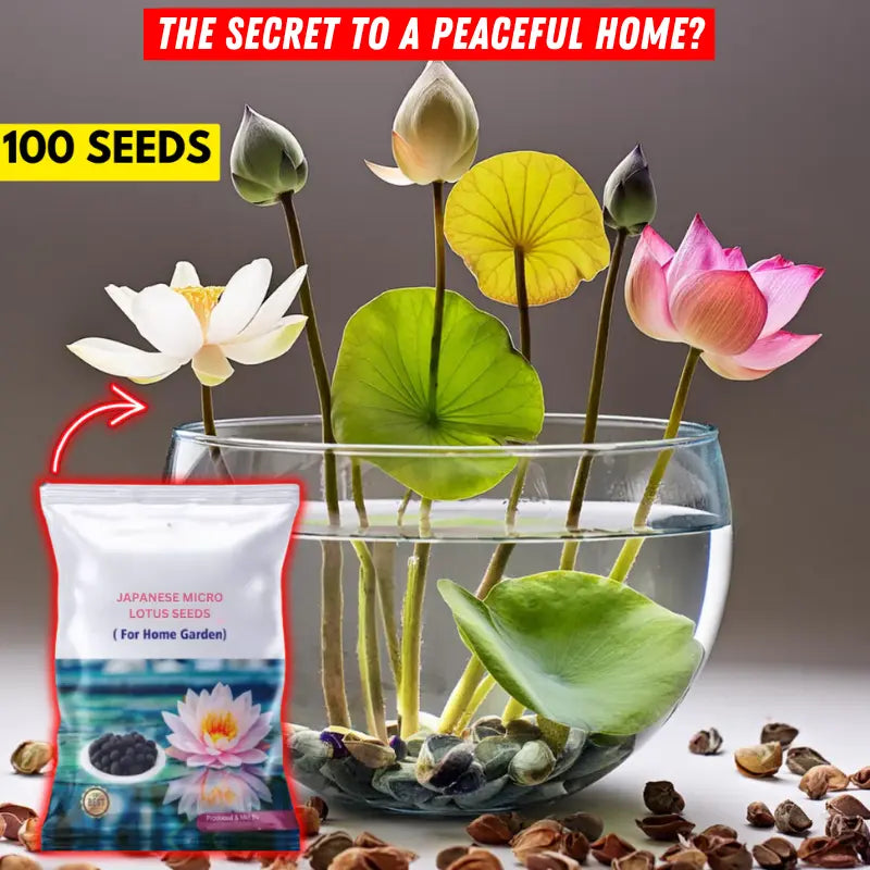 Mixed Bonsai Lotus Seeds