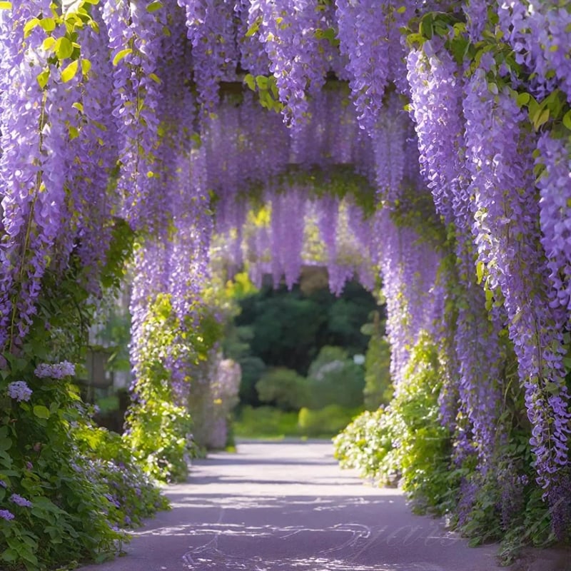 Wisteria – Beauty That Blooms All Year