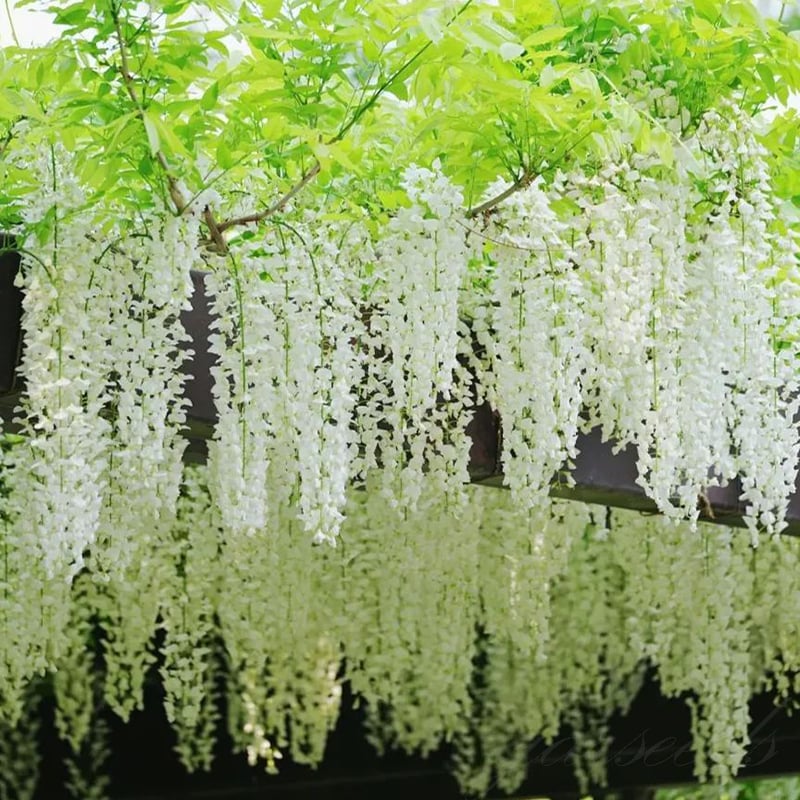 Wisteria – Beauty That Blooms All Year