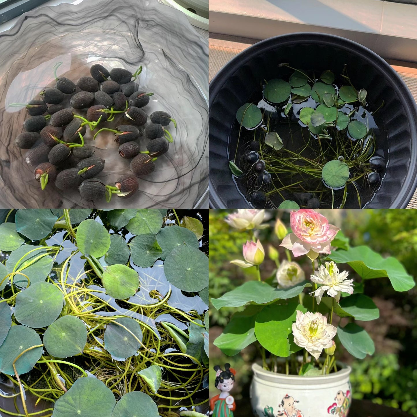 Mixed Bonsai Lotus Seeds