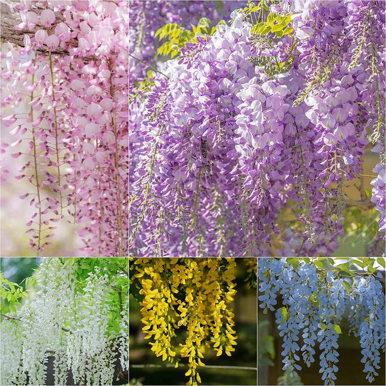 Wisteria – Beauty That Blooms All Year