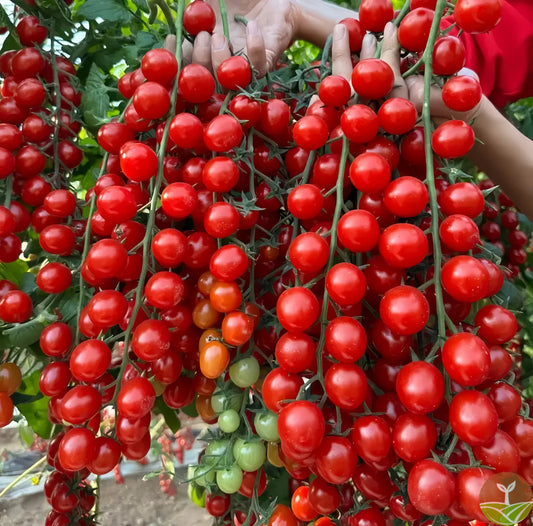 🍅 Waterfall Tomato Seeds (High Yield)