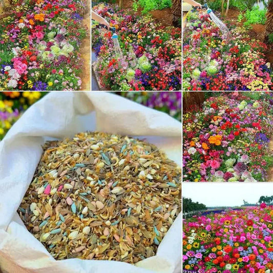 Wildflower Seed Mix